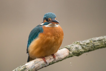 Common Kingfisher (Alcedo atthis)