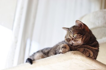 レースカーテンと落ち着いた猫アメリカンショートヘアー