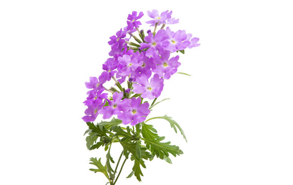 verbena flower isolated