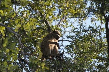 Baboon monkeys savanna africa mammal