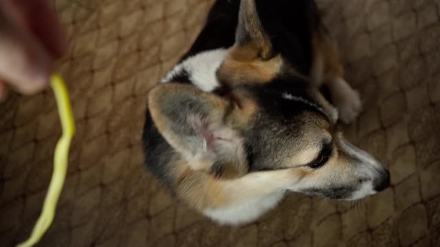 top view funny dog Welsh Corgi Pembroke eating spaghetti Out Of Owner's Hand. 4K stock footage
