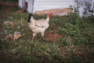 Chickens running around in Cuba. 