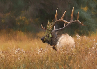 Bull Elk in the Meadow