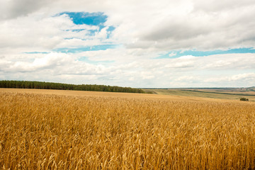 Golden wheat field under a blue sky with clouds and forest in the background.