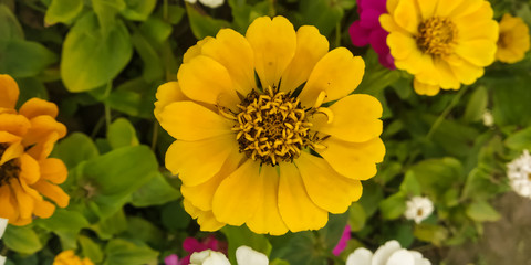 yellow flowers in garden