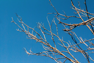 Branches of an old tree on a background of blue sky