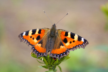 Obraz premium Butterfly collects honey from flowers