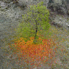 tree