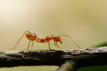 Macro shot of red ant in nature. Red ant is very small. Selective focus,