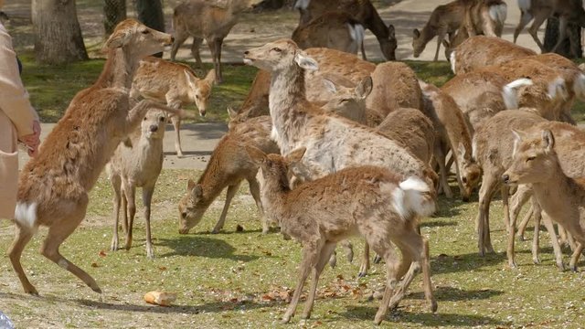 【動画素材】：　エサに群がる鹿　奈良公園　喧嘩　けんか