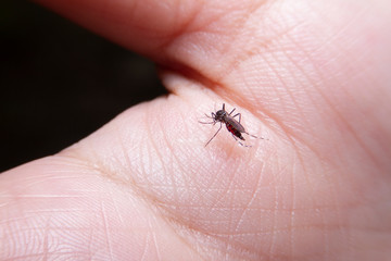 close up, Spider, macro picture,Natural background.