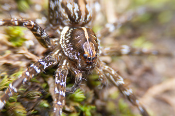 close up, Spider, macro picture,Natural background.