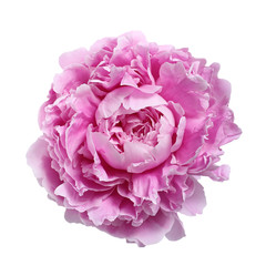 Pink large peony isolated on a white background