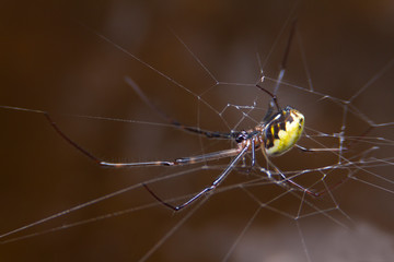 A black and yellow colour spiders is photographed close up, Black Widow Spider, macro picture,Natural background, colourful big and small spiders in nature, copy space