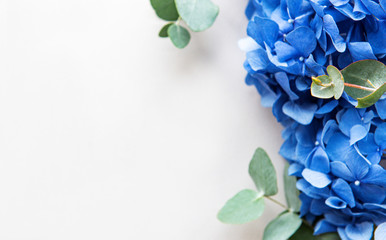 Blue hydrangea flowers