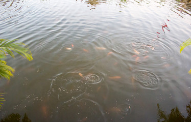 Fish live in the water