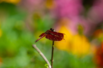 Male eastern amberwing (Perithemis tenera) dragonfly