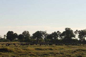 Fototapeta na wymiar Buffalo cows pack in the bush grassland