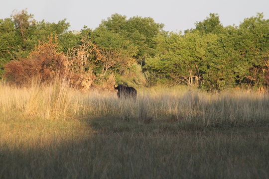 Buffalo cows pack in the bush grassland