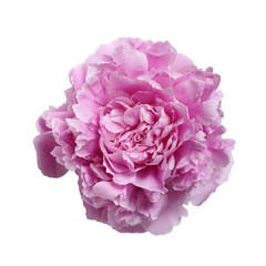 Pink large peony isolated on a white background