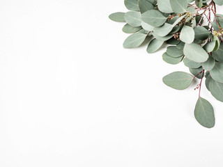 Frame or border of fresh green leaves and branches eucalyptus on a white background. Botany composition flat lay. Top view. © senteliaolga