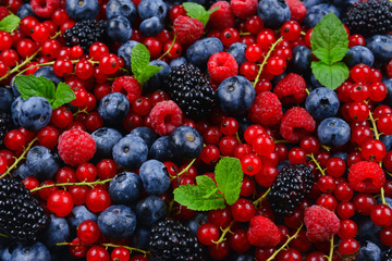 Blackberry, raspberry, blueberry,  red currant and mint background.