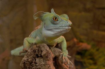  beautiful iguana on a blurred background of its natural environment