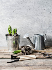 Composition with hyacinths in zinc bucket and garden tools on a rustic wood table. Garden concept....