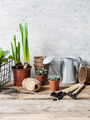 Composition with narcissus and succulents in a pots and garden tools on rustic wood table. Garden...
