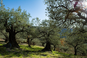 Sun rays through the branches of an old olive tree, in a field. Fall in Provence in France.