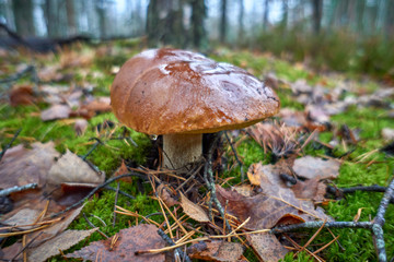 Cep Mushroom Growing in Autumn Forest. Boletus. Mushroom picking