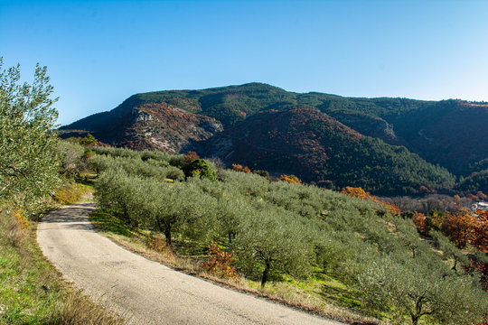 A Little Road Winding Through Oliver Fields. Mountains And A Blue Sky In The Background. Fall In Provence In France.