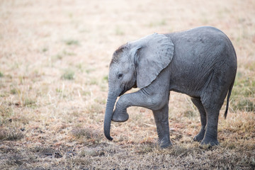 baby african elephant with family
