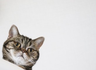 Obraz premium ホワイトバック左下顔猫アメリカンショートヘアー