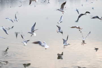 Seagulls flying above water in winter