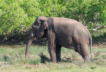 Fototapeta premium A big Indian elephant (Elephas maximus) walks through a meadow next to water and trees in Kumana National Park. Closeup. Asia, Sri Lanka.