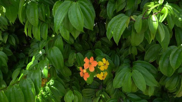 orrange flower with green leave background