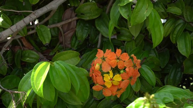orrange flower with green leave background