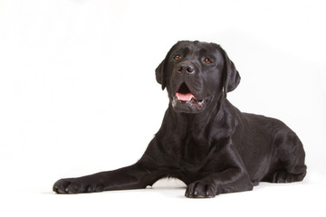 Laying black labrador on a white background