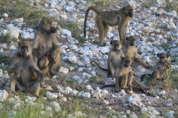 Baboon monkeys savanna africa mammal