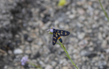the beautiful insect butterfly