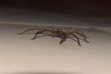 Scary and dangerous spider lying on the floor in the dark. Phobia background.