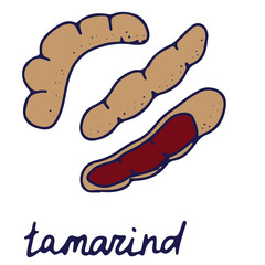 Hand drawn isolated traditional indian food icon. Color fill illustration of indian spice. Tamarind icon