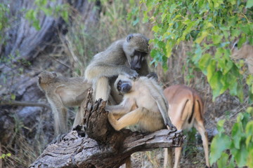 Baboon monkeys savanna africa mammal