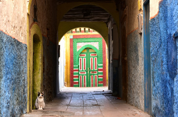 Stray cat in a traditional street of the Medina with colorful moroccan door in background.  Essaouira, Morocco, North Africa