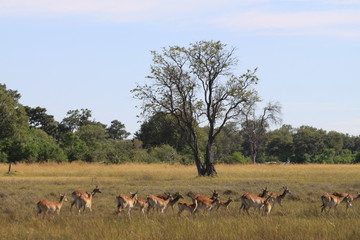 Naklejka na ściany i meble Gazelle and antelope group in the bush
