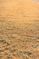 Fresh coffee and black coffee beans that are dried before being roasted in the sunset