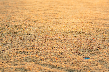 Fresh coffee and black coffee beans that are dried before being roasted in the sunset