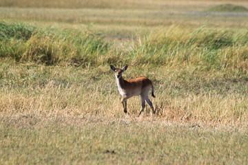 Fototapeta na wymiar Gazelle and antelope group in the bush