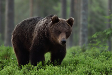 Plakat brown bear approaching in forest